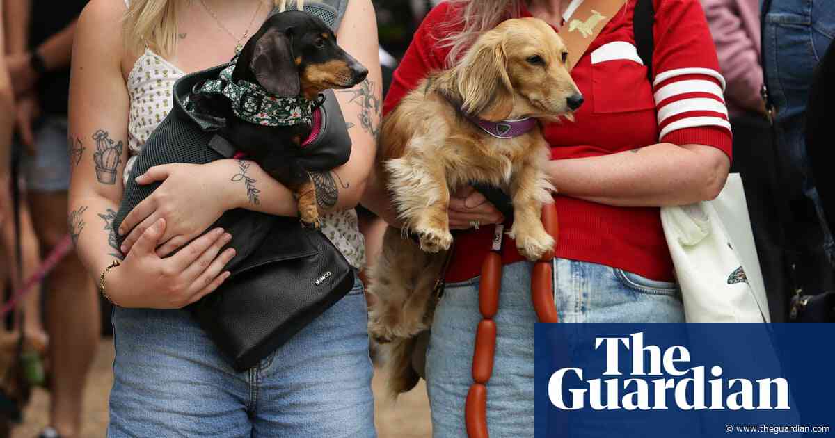 Longdogs, lowriders and creative weiners: Dachshtober Longdog Festival – in pictures