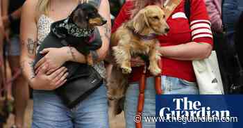 Longdogs, lowriders and creative weiners: Dachshtober Longdog Festival – in pictures