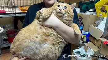 World's fattest cat that weighed a massive 38lbs has died: 'Crumbs' the Russian feline passes away just weeks after being sent to fat camp following years on a diet of biscuits and soup