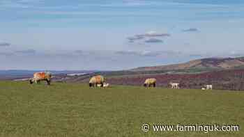 Defra puts all of Northamptonshire in bluetongue restricted zone