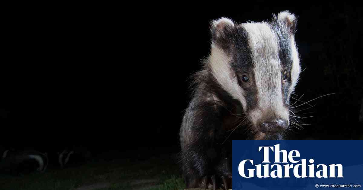 Country diary 1949: The badger is a friend to the farmer