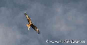 Crimes against birds in North East outlined in new RSPB report