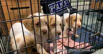 Four missing County Durham puppies found with two people arrested