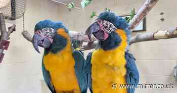 Critically-endangered fugitive parrots found 60 miles away after escaping London Zoo