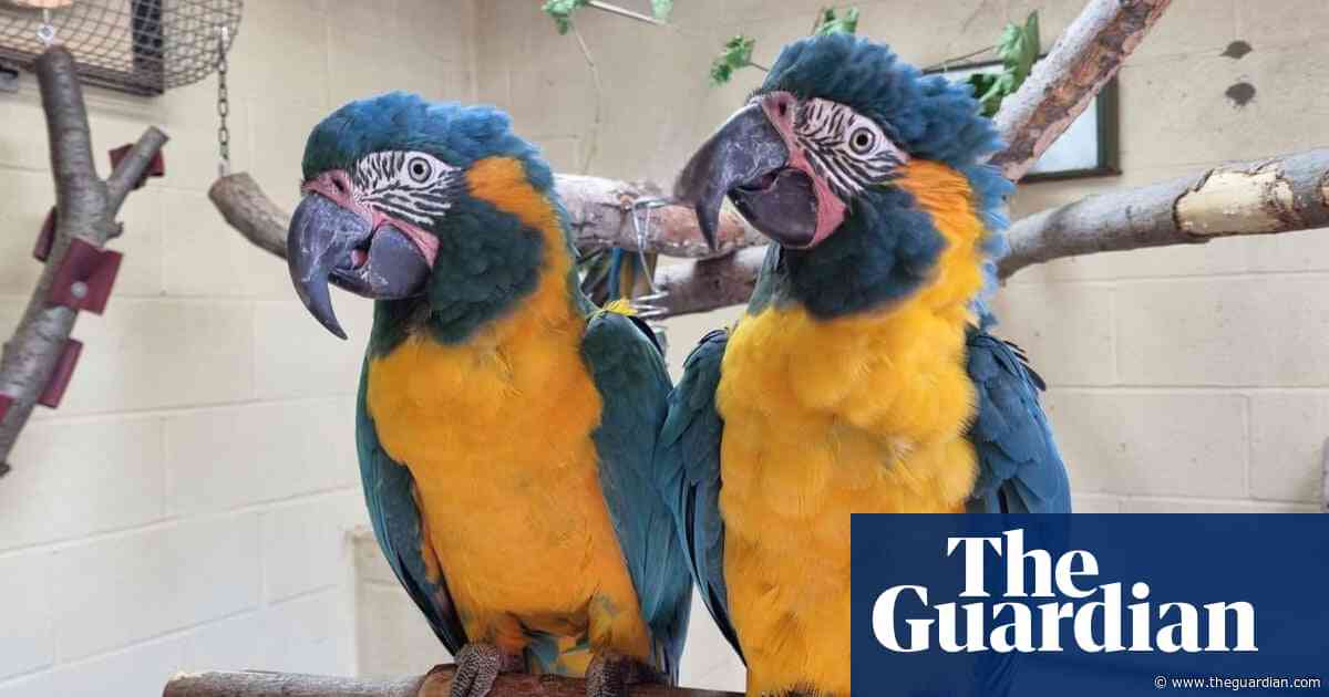 Parrots missing from London zoo found behind Cambridgeshire garden