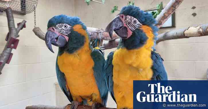 Parrots missing from London zoo found behind Cambridgeshire garden