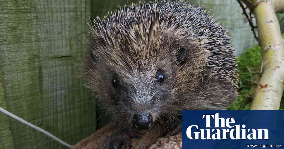 Hedgehogs ‘near threatened’ on red list after 30% decline over past decade