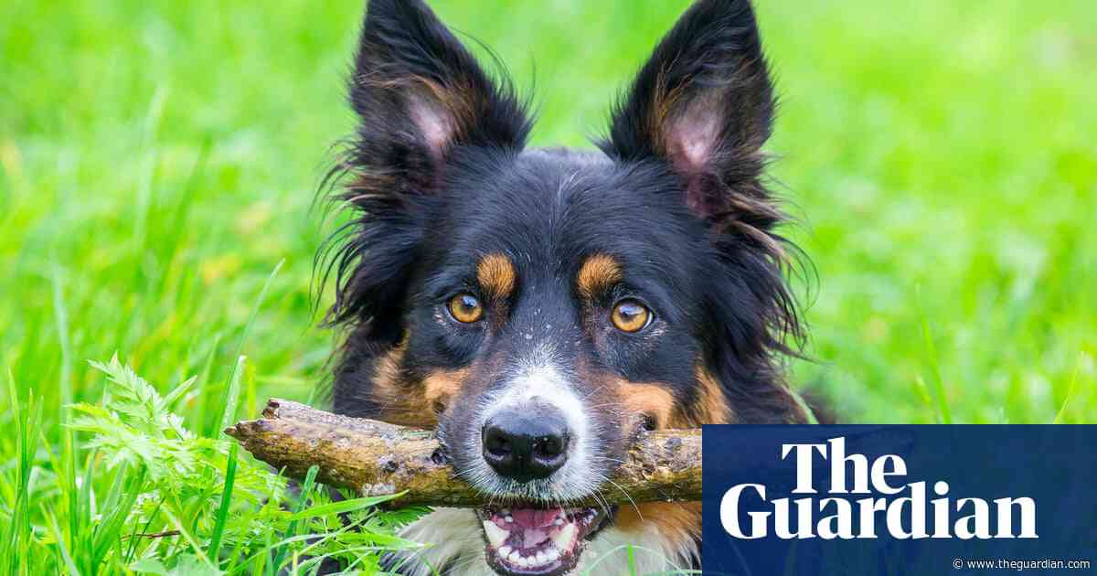 The pet I’ll never forget: Shirley the much-loved dog, who couldn’t stop chasing fishermen