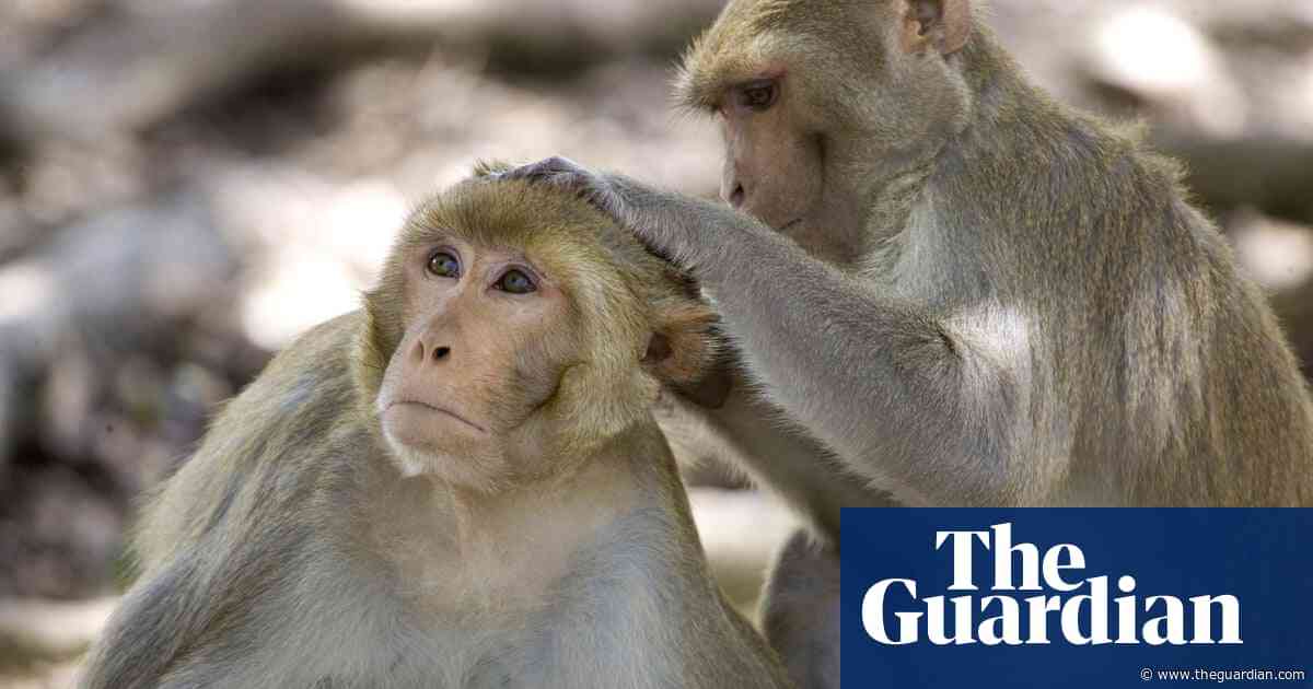 Animals become less sociable as they age in similar way to humans, research shows