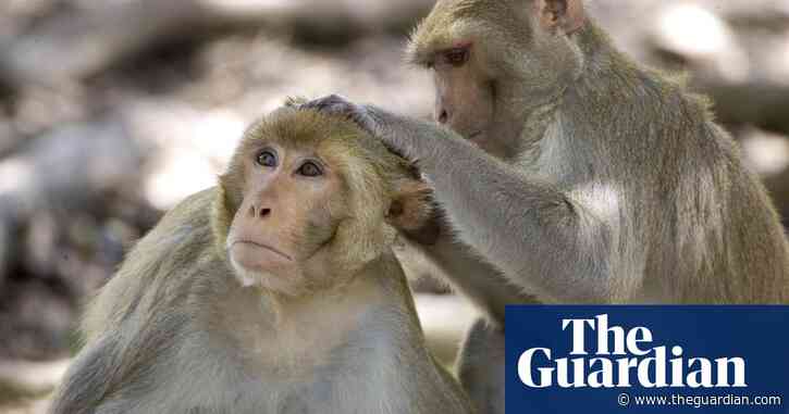 Animals become less sociable as they age in similar way to humans, research shows