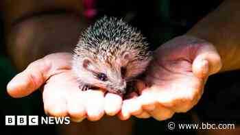 Wildlife rescue centre saved after £300k donations