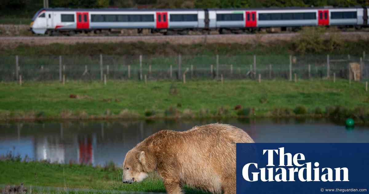 Polar bears are back in Britain. But should they really be living here?