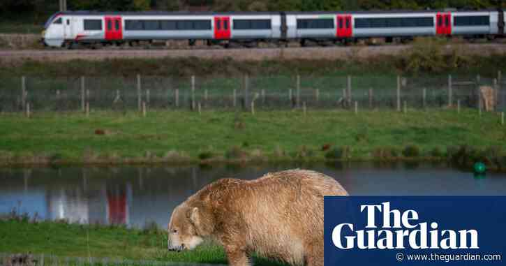 Polar bears are back in Britain. But should they really be living here?