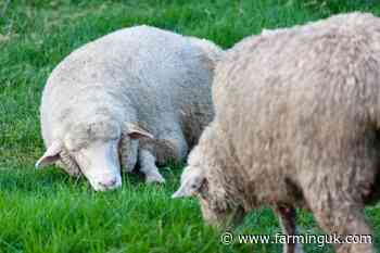 Man who stole sheep and butchered them in garage fined &#163;150