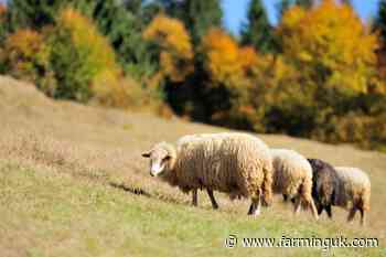 Farmers urged to test for liver fluke amid &#39;very different&#39; winter