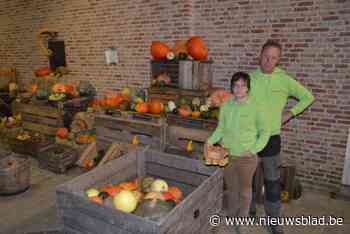 Tijdens halloweenwandeling kan je creaties van deze hoeve bewonderen: “Met onze pompoenen maken we de gekste dingen”