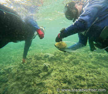 Hawaii campaign aims to prevent aquarium dumping in ocean