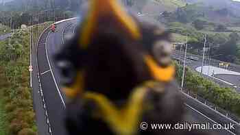 Myna traffic delays: Hilarious moment angry bird attacks motorway camera