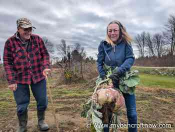 Local couple grows giant ‘Jack-o’-lantern turnip 