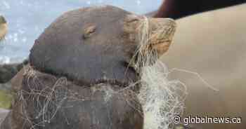 ‘Gut-wrenching’: Rescue crews free severely entangled sea lion in B.C.’s Salish Sea