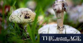 Grandmother dies after eating wild mushrooms from her front yard