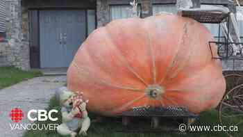 Oh my gourd! Inside the world of competitive pumpkin growing