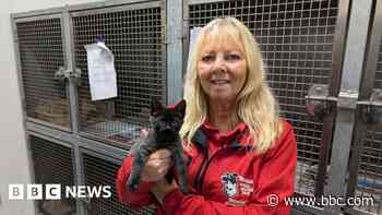 Sanctuary seeking homes for unlucky black cats