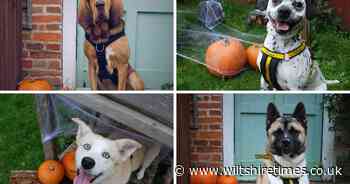 The adorable dogs searching for new homes this Halloween