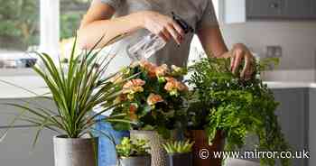 Three houseplant mistakes everyone makes - and they could be killing them