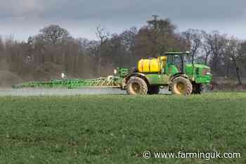 Weeds continuing to emerge and grow in oilseed rape later than usual