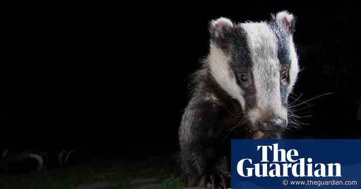 Country diary 1949: The badger is a friend to the farmer