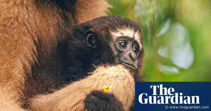 Guardians of the Gibbons: animal-human harmony hangs in the balance