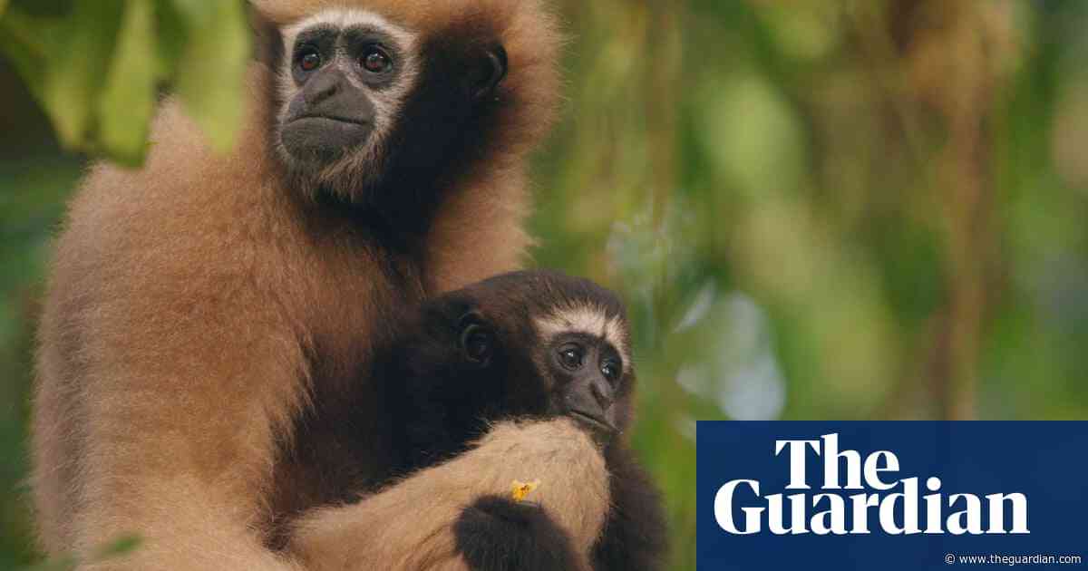 Guardians of the Gibbons: can India save its only ape species from extinction?