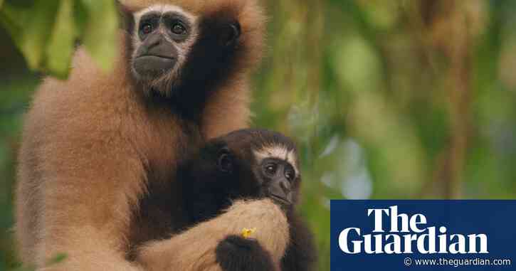 Guardians of the Gibbons: can India save its only ape species from extinction?