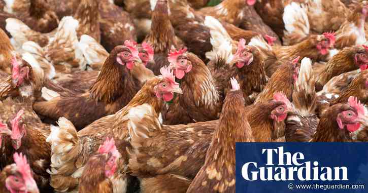 Labour to legalise harmful practice of carrying chickens by legs, say charities