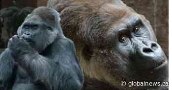 ‘Deeply missed’: 52-year-old gorilla at Toronto Zoo dies from natural causes