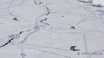 As the Arctic warms, some polar bears are being injured by painful ice buildup on their paws: study