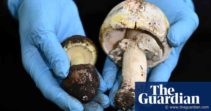 Melbourne woman’s death after foraged mushroom dinner prompts coroner’s warning