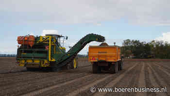 Door groter areaal meer aardappelen en uien