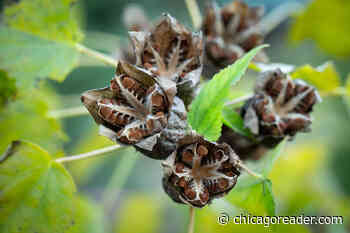 Tapping into the infinite generosity of seeds