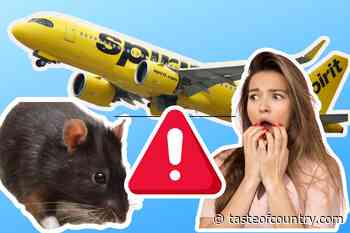 Passengers Spot 'Super Rat' Aboard Their Flight