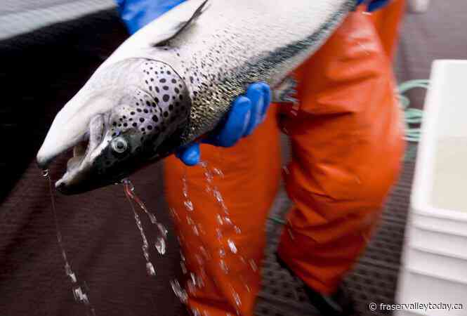 B.C. groups lose bid to stop Alaskan fishery’s sustainable certification