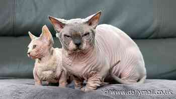 Couple who own five 'XL Bully cats' insist the hairless felines are just 'misunderstood' - as experts warn Britain faces dangerous 'mutant' pet epidemic