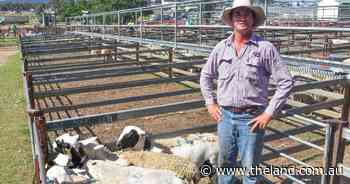 Heavy lambs sell to dearer market at Warwick sheep and lamb sale