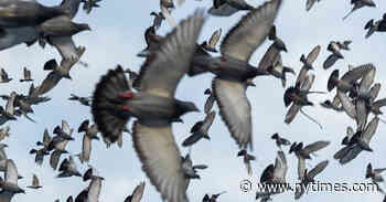 Mike Tyson, Marlon Brando, G.I. Joe: The Old-World Art of Pigeon Racing