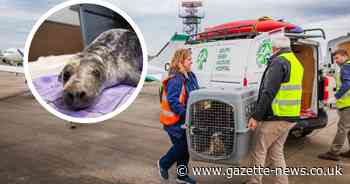 Rescued seal is flown into Essex airport for lifesaving treatment