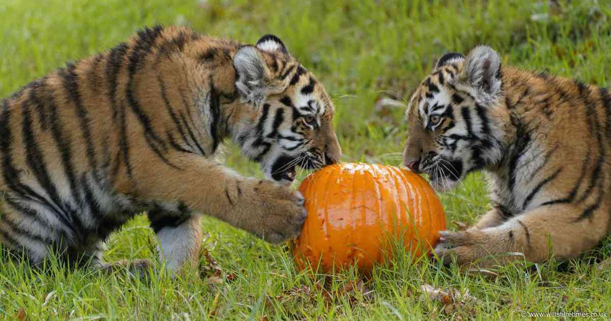 Rare tiger cubs enjoy pumpkin feast at safari park