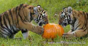 Rare tiger cubs enjoy pumpkin feast at safari park