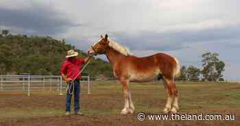 Amish draft horse travels 15,000km from the United States to Oakey