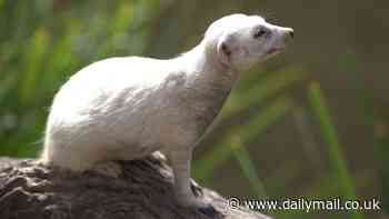 Popular Adelaide Zoo attraction 'Snowy' believed to be the only white meerkat in the world has died